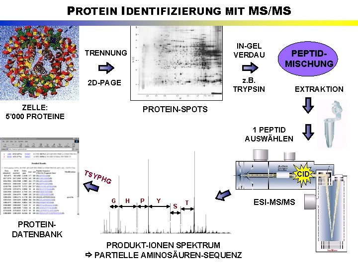 PROTEIN IDENTIFIZIERUNG MIT MS/MS TRENNUNG IN-GEL VERDAU 2 D-PAGE z. B. TRYPSIN ZELLE: 5’