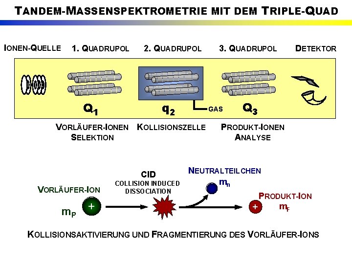 TANDEM-MASSENSPEKTROMETRIE MIT DEM TRIPLE-QUAD IONEN-QUELLE 1. QUADRUPOL 2. QUADRUPOL q 2 Q 1 GAS