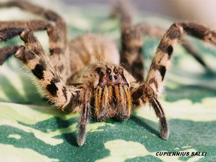 CUPIENNIUS SALEI 