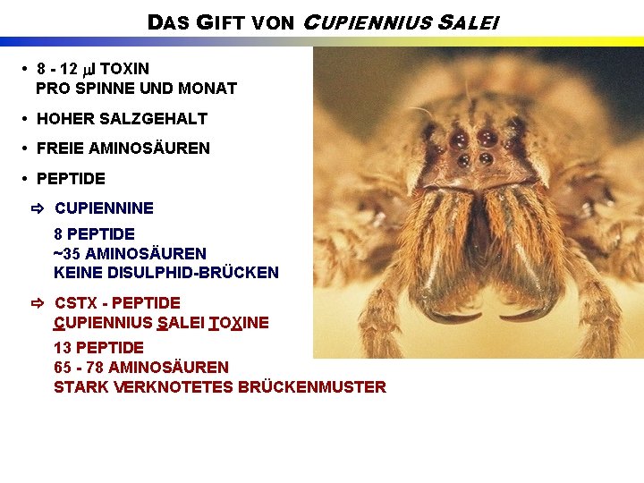 DAS GIFT VON CUPIENNIUS SALEI • 8 - 12 l TOXIN PRO SPINNE UND