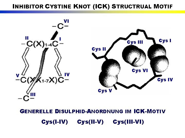 INHIBITOR CYSTINE KNOT (ICK) STRUCTRUAL MOTIF VI II I Cys III Cys VI IV