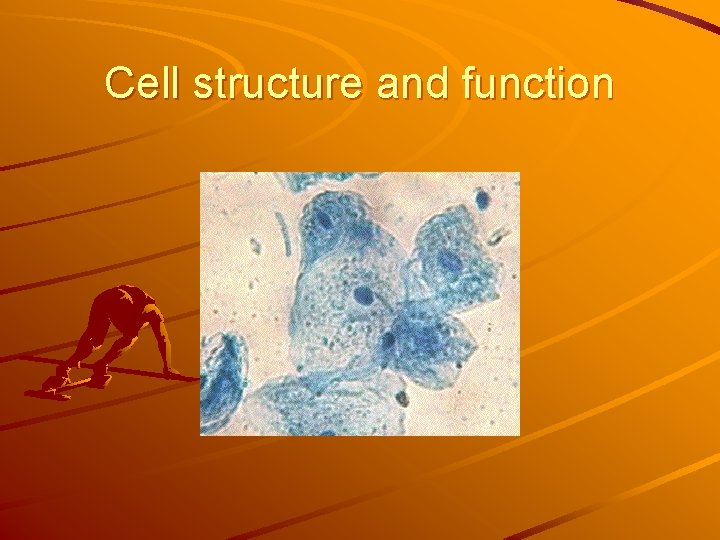 Cell structure and function 