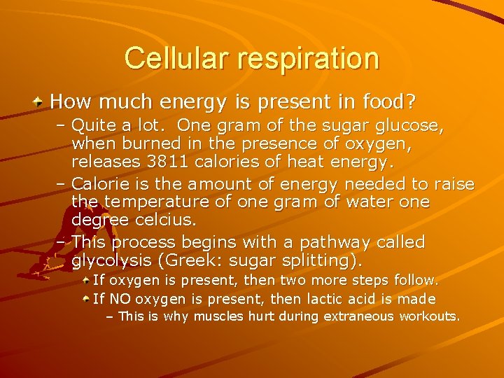 Cellular respiration How much energy is present in food? – Quite a lot. One