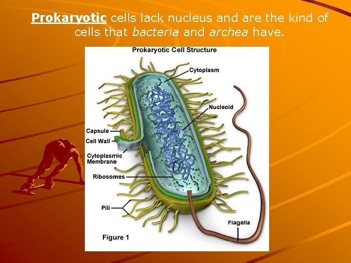 Prokaryotic cells lack nucleus and are the kind of cells that bacteria and archea