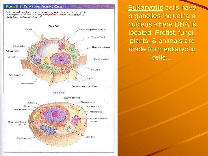 Eukaryotic cells have organelles including a nucleus where DNA is located. Protist, fungi, plants,