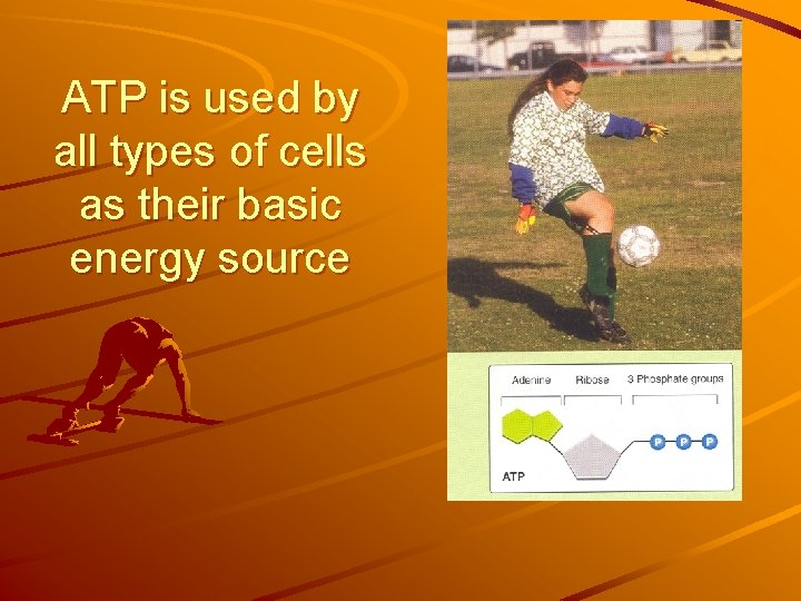 ATP is used by all types of cells as their basic energy source 