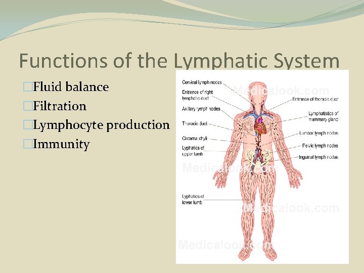 Functions of the Lymphatic System �Fluid balance �Filtration �Lymphocyte production �Immunity 