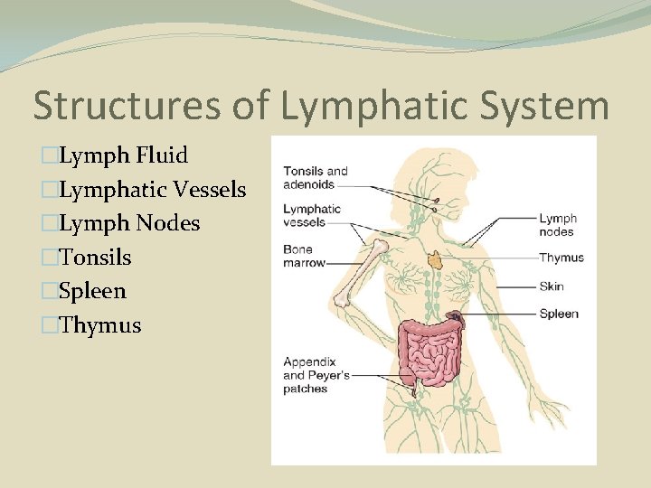 Structures of Lymphatic System �Lymph Fluid �Lymphatic Vessels �Lymph Nodes �Tonsils �Spleen �Thymus 