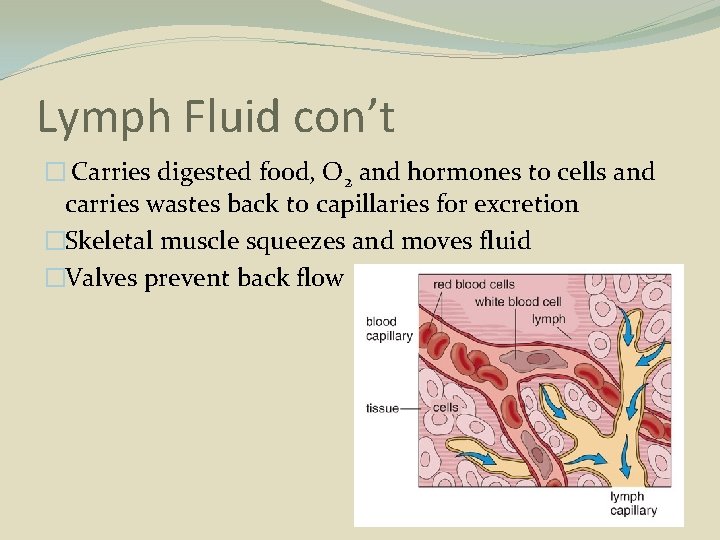 Lymph Fluid con’t � Carries digested food, O 2 and hormones to cells and