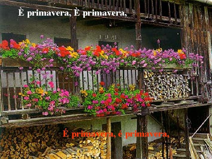 È primavera, É primavera, é primavera, 