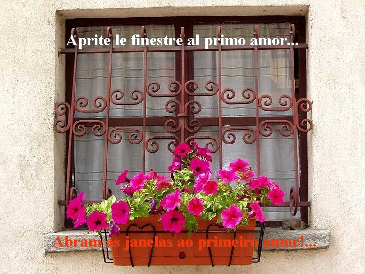 Aprite le finestre al primo amor. . . Abram as janelas ao primeiro amor!.