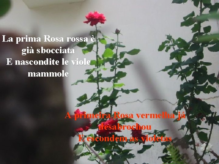 La prima Rosa rossa è già sbocciata E nascondite le viole mammole A primeira