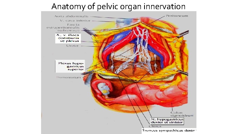 Anatomy of pelvic organ innervation 