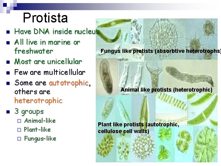 Protista n n n Have DNA inside nucleus All live in marine or Fungus