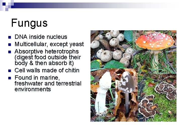 Fungus n n n DNA inside nucleus Multicellular, except yeast Absorptive heterotrophs (digest food