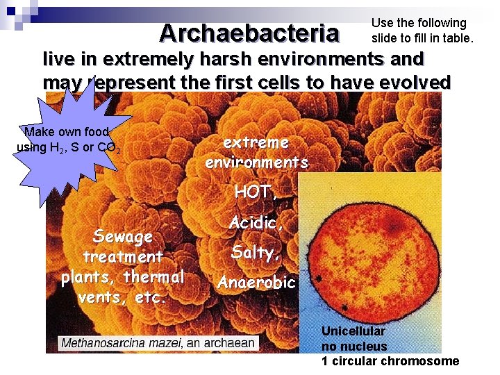 Archaebacteria Use the following slide to fill in table. live in extremely harsh environments