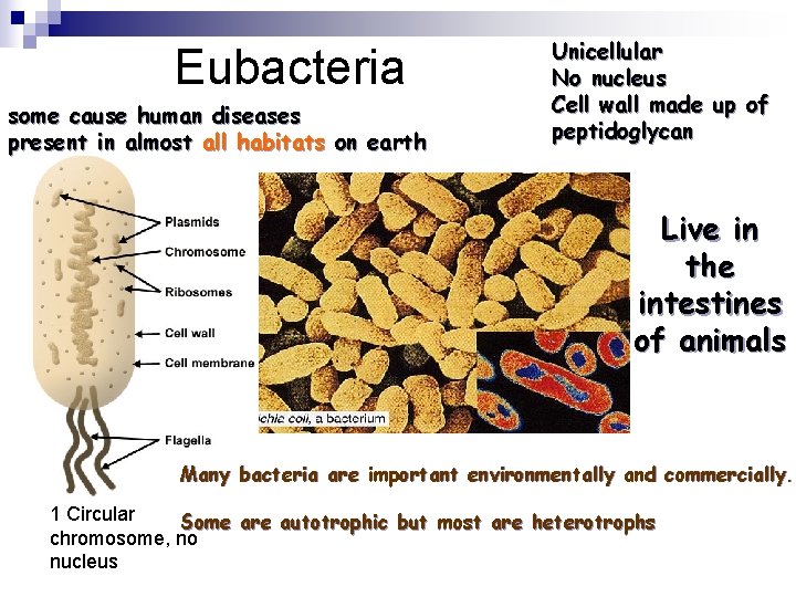 Eubacteria some cause human diseases present in almost all habitats on earth Unicellular No