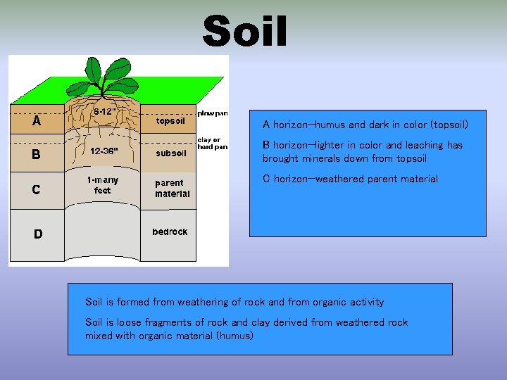 Soil A horizon—humus and dark in color (topsoil) B horizon—lighter in color and leaching