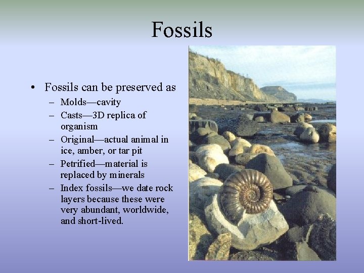 Fossils • Fossils can be preserved as – Molds—cavity – Casts— 3 D replica