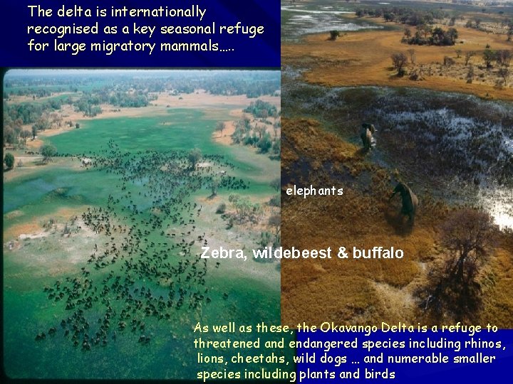 The delta is internationally recognised as a key seasonal refuge for large migratory mammals…. The delta is internationally recognised as a key seasonal refuge for large migratory mammals….