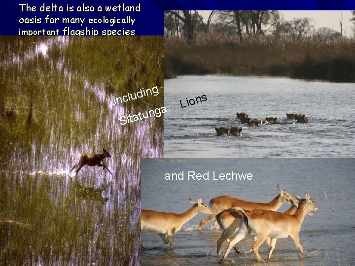 The delta is also a wetland oasis for many ecologically important flagship species g The delta is also a wetland oasis for many ecologically important flagship species g