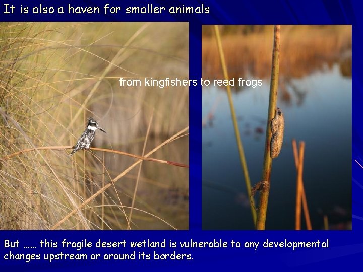 It is also a haven for smaller animals from kingfishers to reed frogs But It is also a haven for smaller animals from kingfishers to reed frogs But