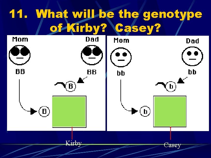 11. What will be the genotype of Kirby? Casey? Kirby Casey 
