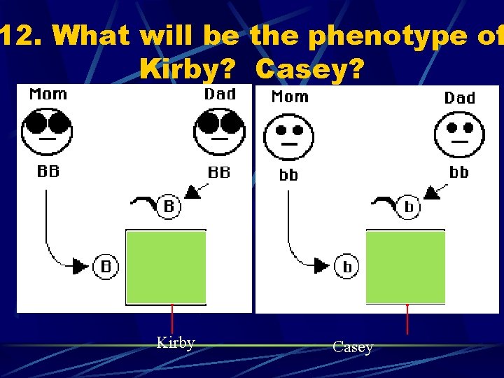 12. What will be the phenotype of Kirby? Casey? Kirby Casey 