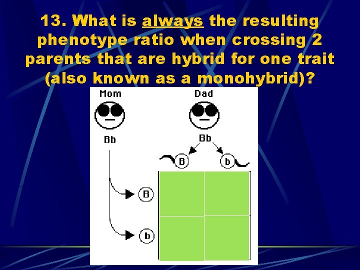 13. What is always the resulting phenotype ratio when crossing 2 parents that are