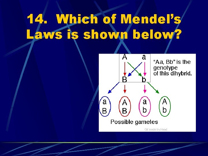 14. Which of Mendel’s Laws is shown below? 