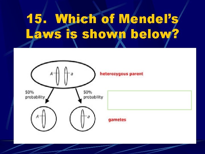 15. Which of Mendel’s Laws is shown below? 