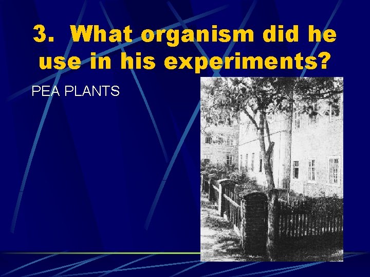 3. What organism did he use in his experiments? PEA PLANTS 