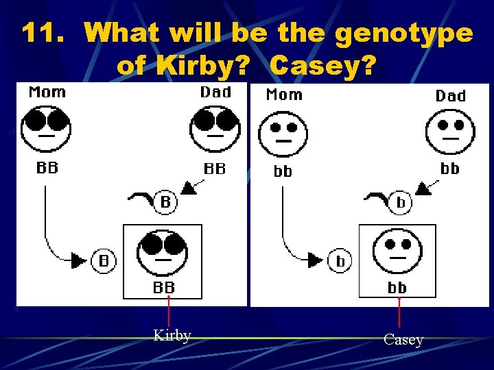 11. What will be the genotype of Kirby? Casey? Kirby Casey 