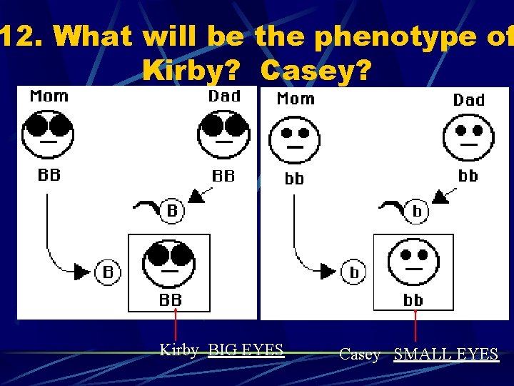 12. What will be the phenotype of Kirby? Casey? Kirby BIG EYES Casey SMALL