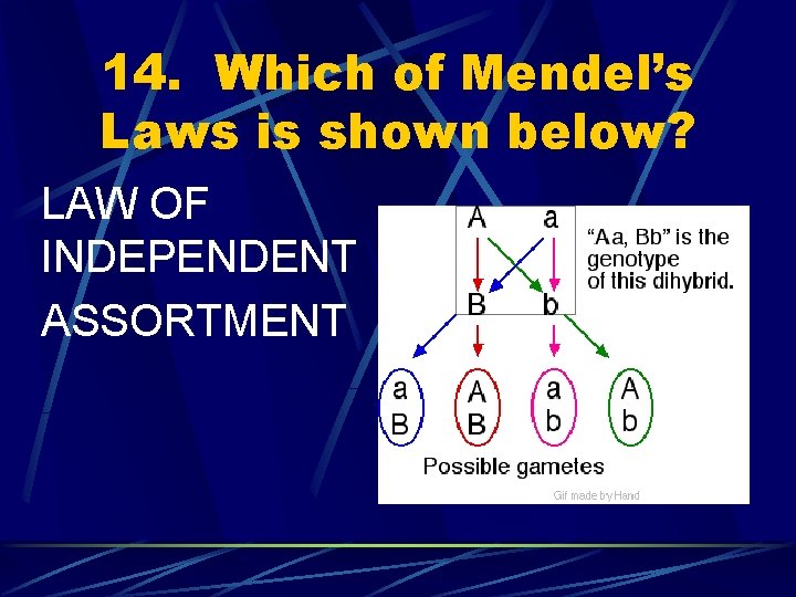 14. Which of Mendel’s Laws is shown below? LAW OF INDEPENDENT ASSORTMENT 