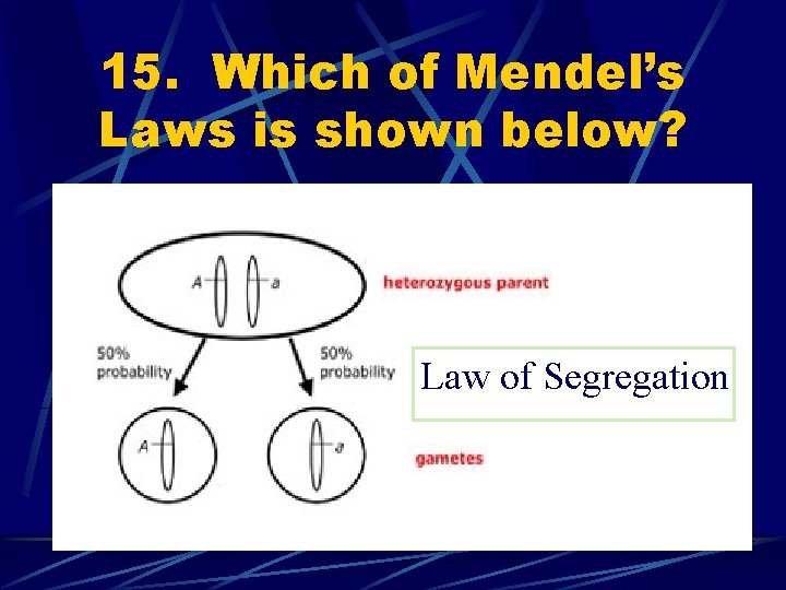 15. Which of Mendel’s Laws is shown below? Law of Segregation 