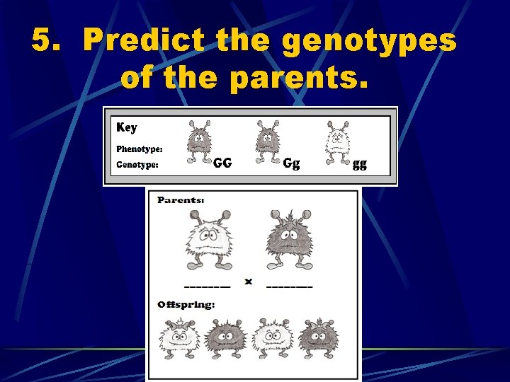 5. Predict the genotypes of the parents. 