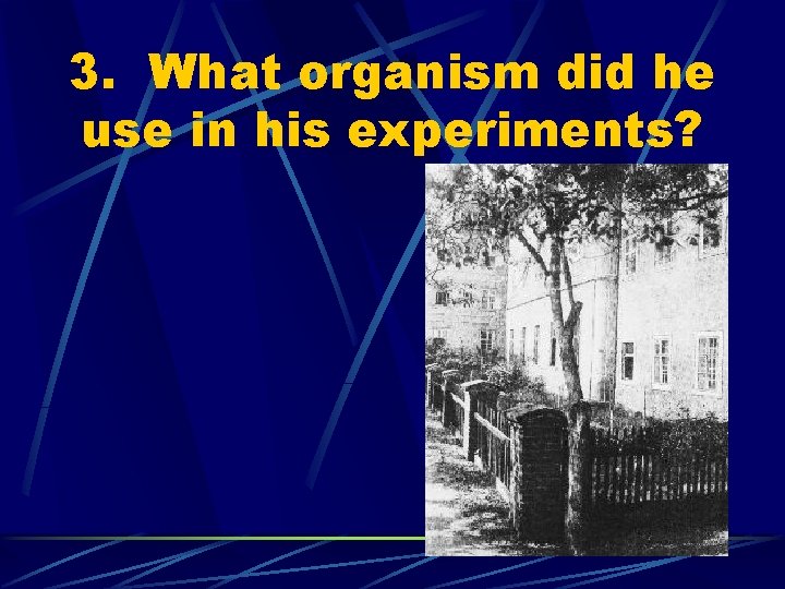 3. What organism did he use in his experiments? 