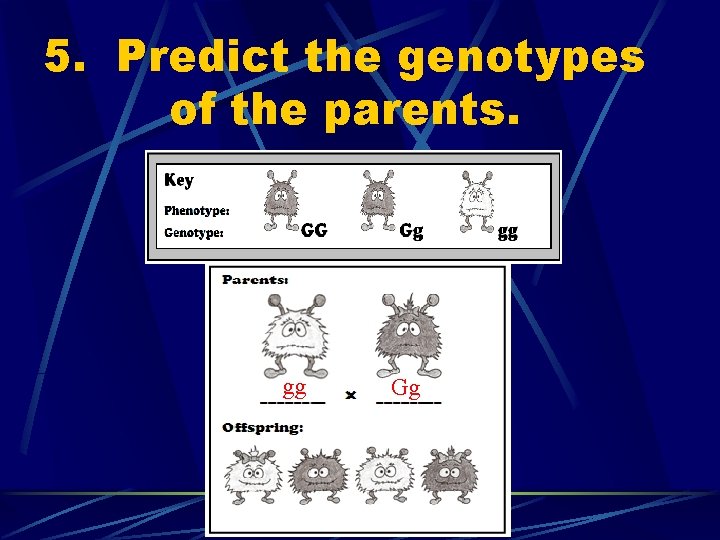 5. Predict the genotypes of the parents. gg Gg 