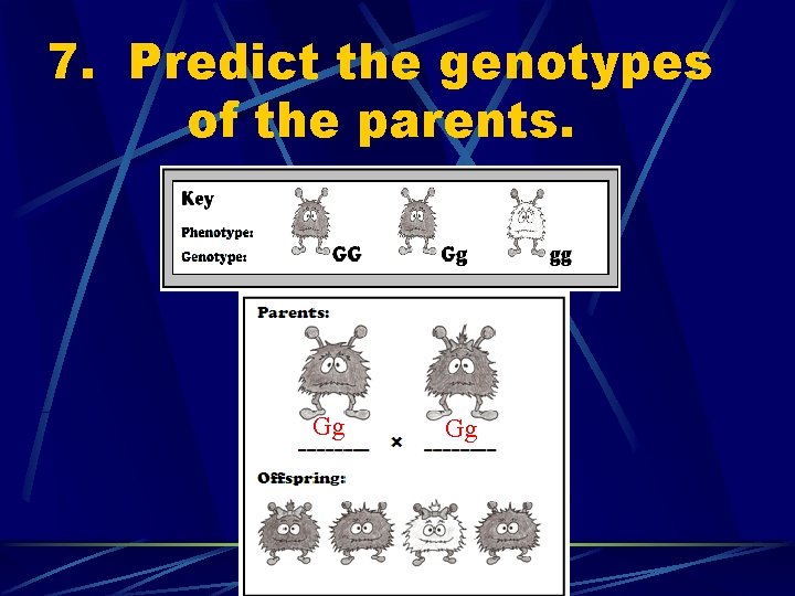 7. Predict the genotypes of the parents. Gg Gg 