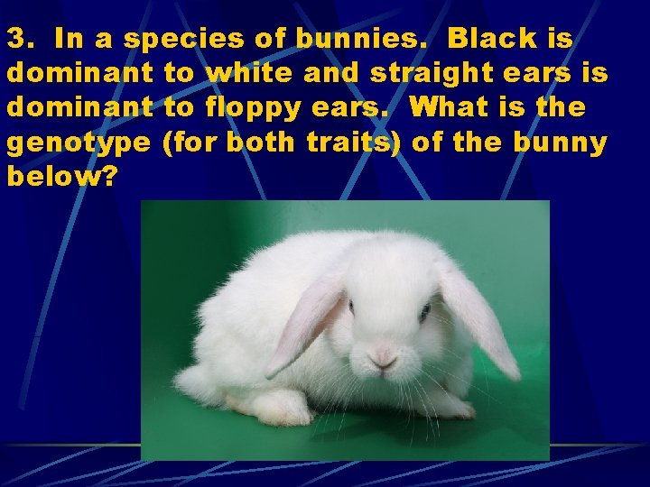 3. In a species of bunnies. Black is dominant to white and straight ears