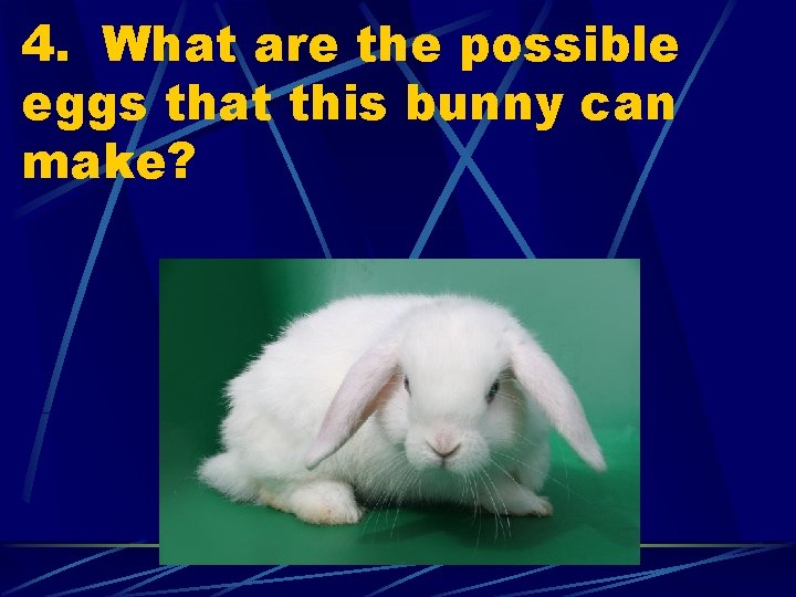 4. What are the possible eggs that this bunny can make? 