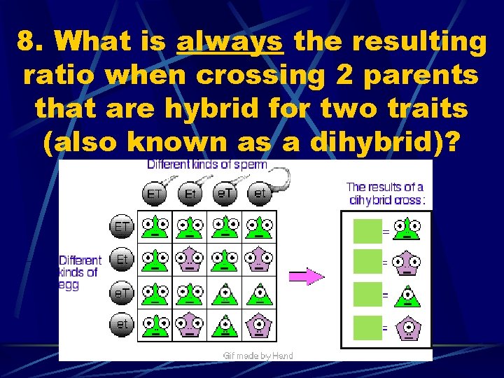 8. What is always the resulting ratio when crossing 2 parents that are hybrid
