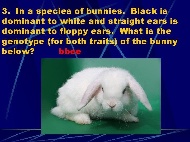 3. In a species of bunnies. Black is dominant to white and straight ears