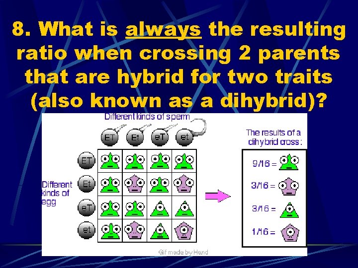 8. What is always the resulting ratio when crossing 2 parents that are hybrid