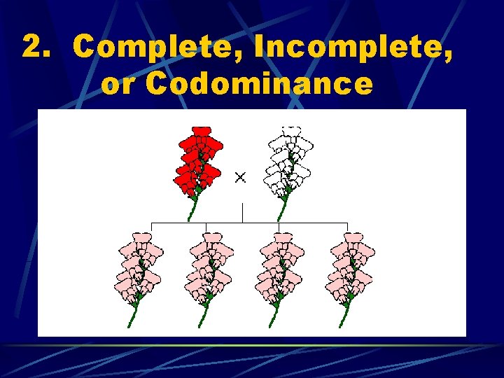 2. Complete, Incomplete, or Codominance 