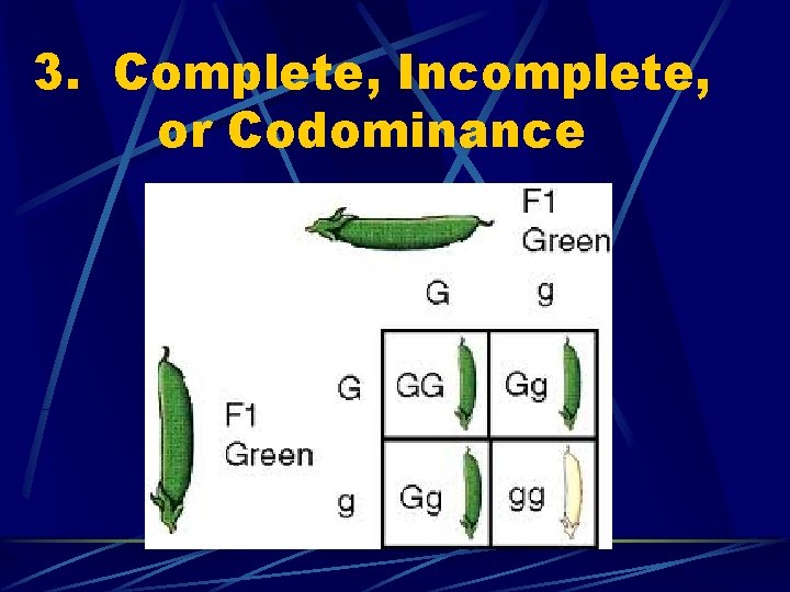 3. Complete, Incomplete, or Codominance 
