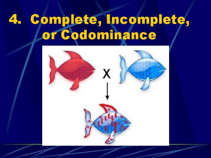 4. Complete, Incomplete, or Codominance 