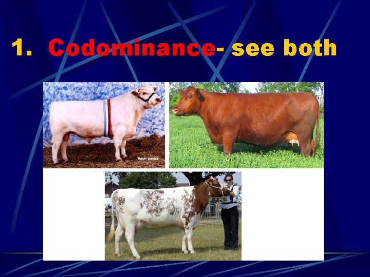 1. Codominance- see both 