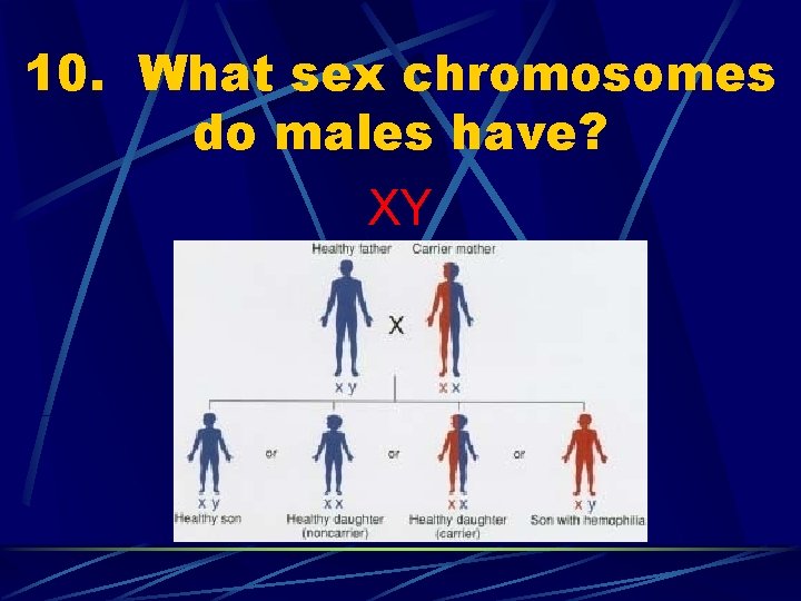 10. What sex chromosomes do males have? XY 